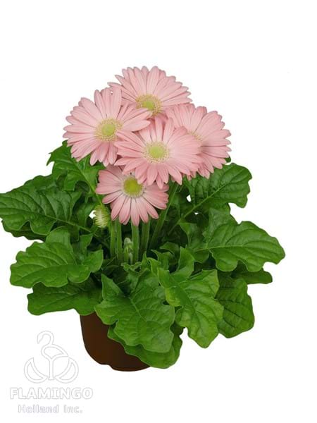 Midi Pink (Green center)