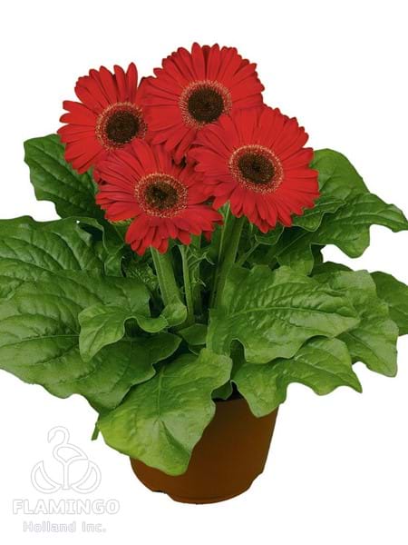 Midi Red (Black center)