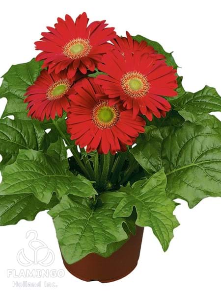 Midi Red (Green center)