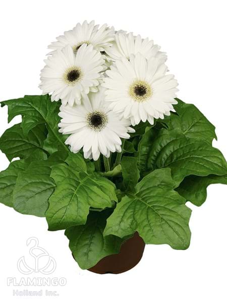 Midi White (Black center)