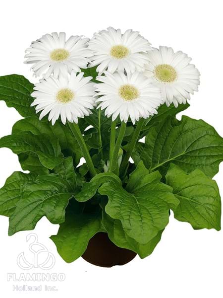 Midi White (Green center)