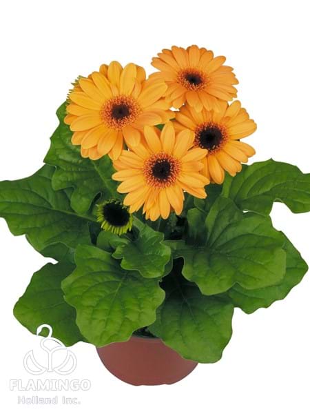 Mini Golden Yellow
