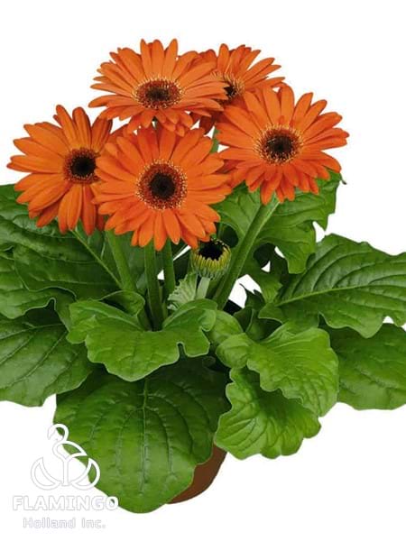 Mini Orange