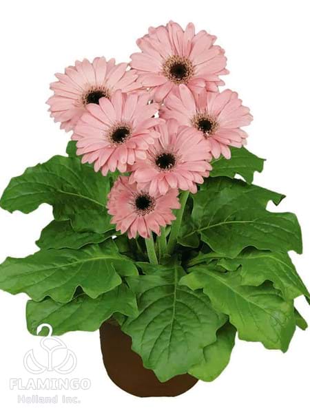 Mini Pink (Black center)