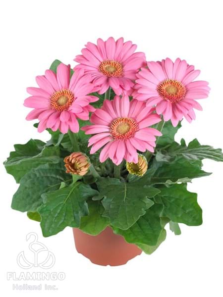 Mini Pink (Green center)