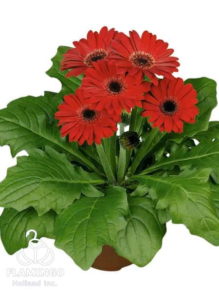 Mini Red (Black center)