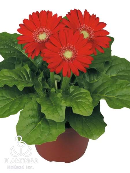 Mini Red (Green center)