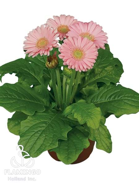 Mini Salmon Pink