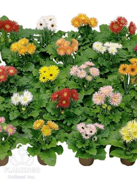 Mini Spider Mix