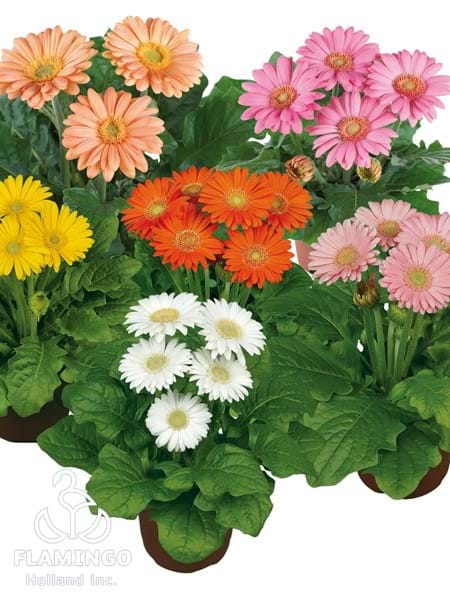 Mini Spring Pastel Mix