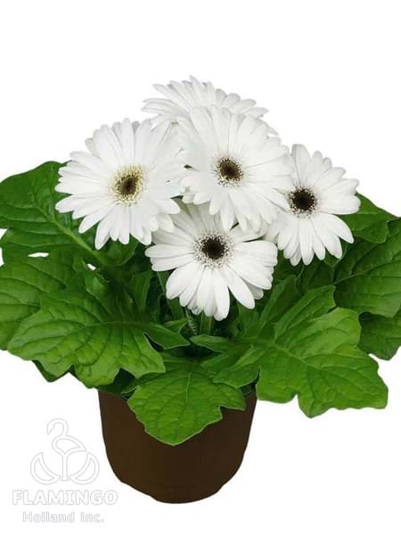 Mini White (Black center)