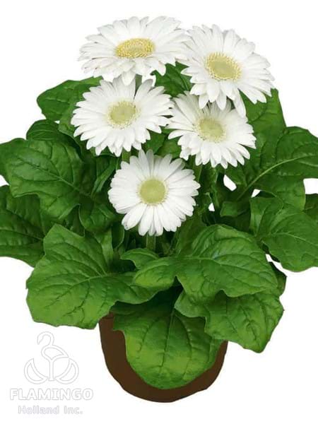 Mini White (Green center)
