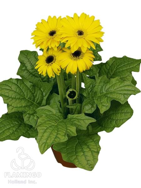 Mini Yellow (Black center)