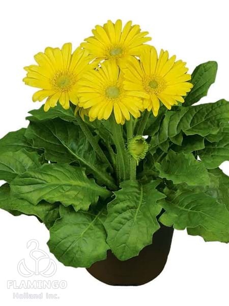 Mini Yellow (Green center)