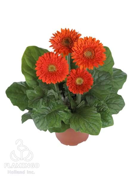 Sundayz Orange (Mini)