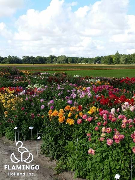 Dahlia Showtuin