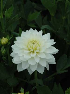 Karma Maarten Zwaan®