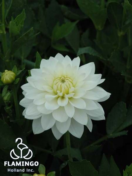 Karma Maarten Zwaan®