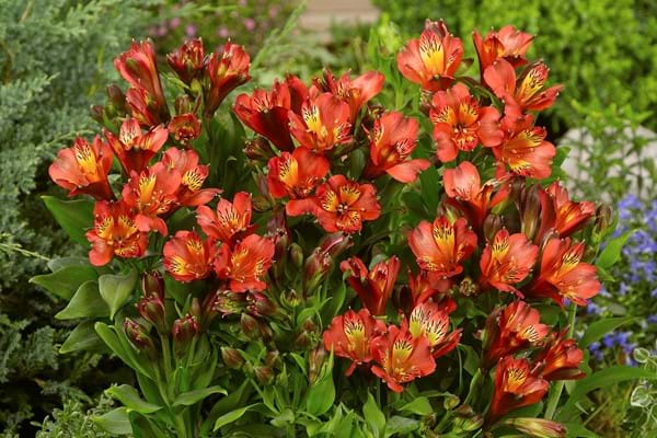 Alstroemeria