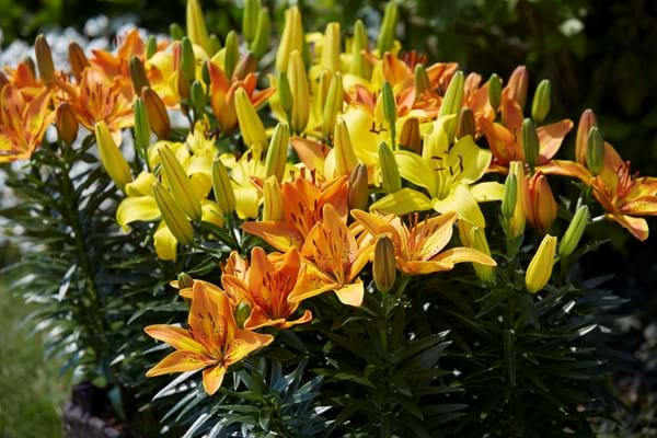 Asiatic Lily