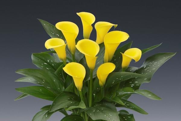 Calla Mini