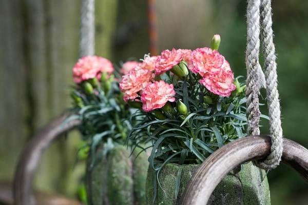 Dianthus Flow