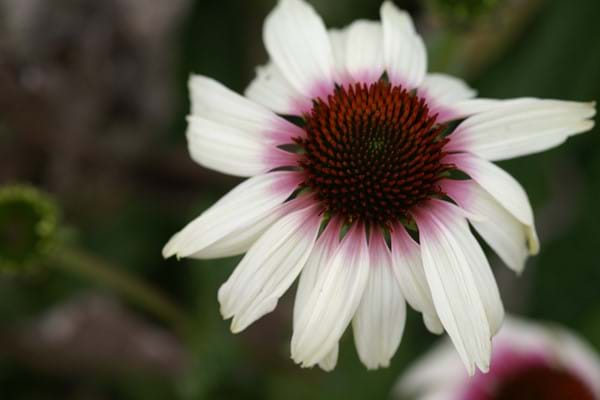 Echinacea
