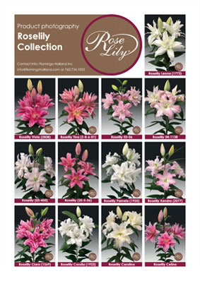Roselily Collection