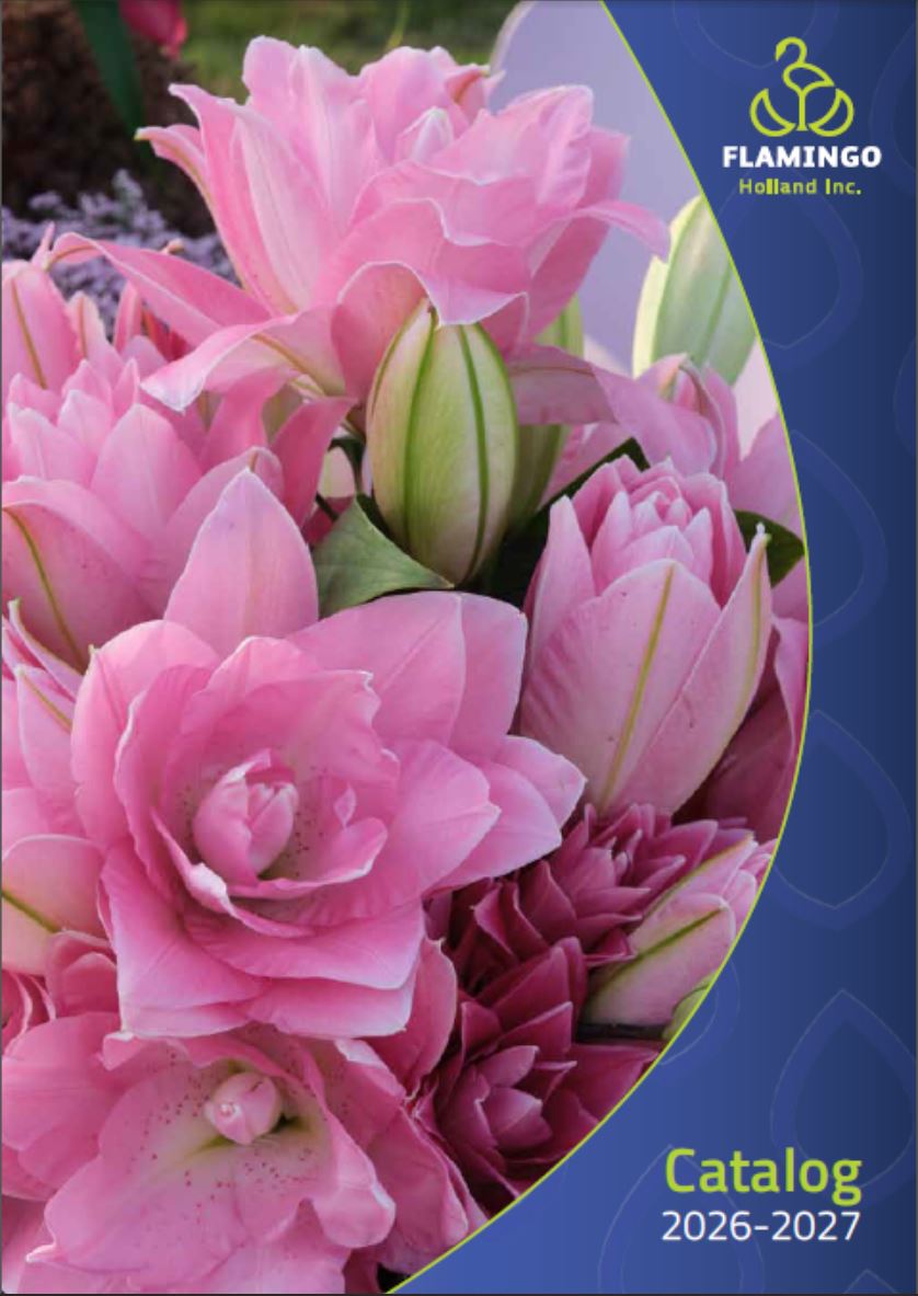 Flamingo Holland Catalog 2027-2027