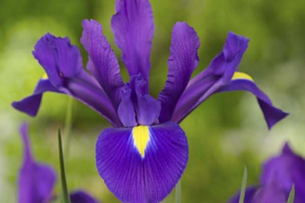 Iris