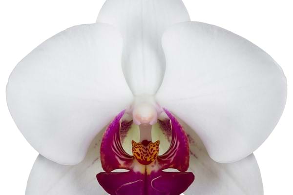 Orchids