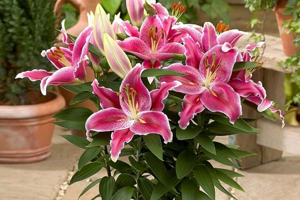 Oriental Lily