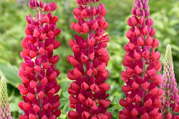 Westcountry Lupine