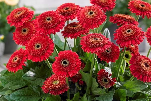 Patio Gerbera