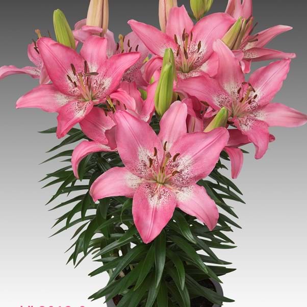 Pink Blossom