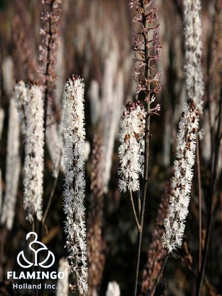 Actaea Brunette