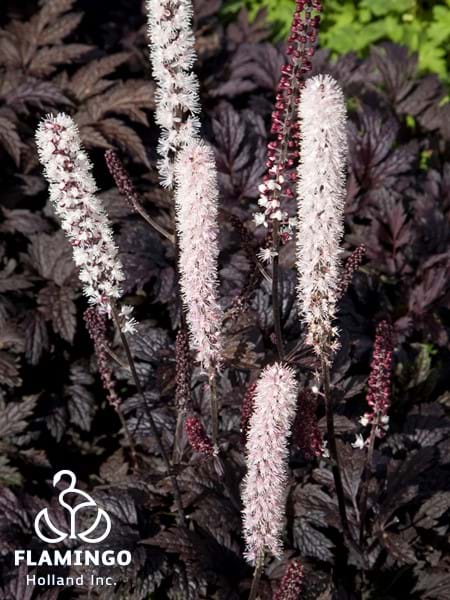 Actaea Chocoholic