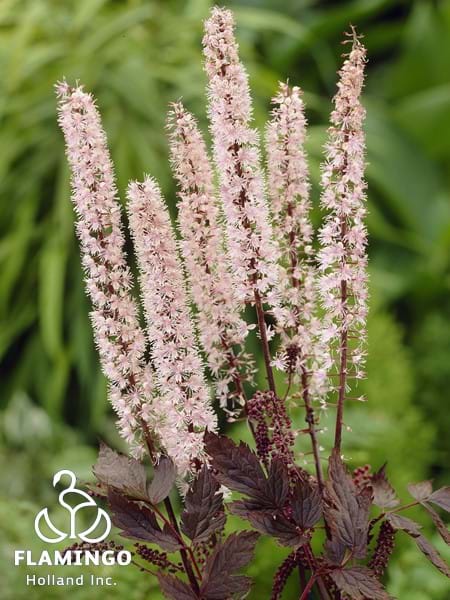 Actaea Pink Spike