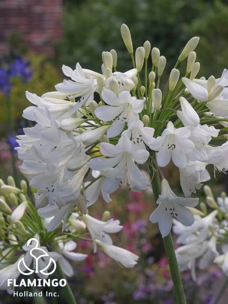 Agapanthus Arctic Star