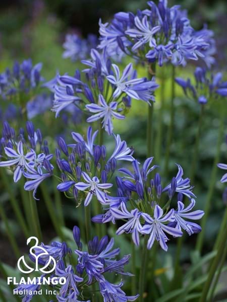 Agapanthus Charlotte