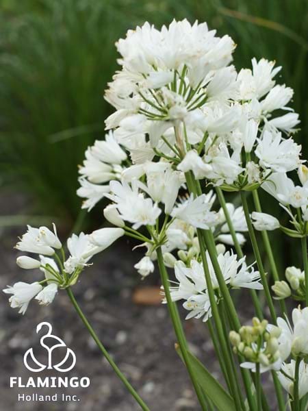 Agapanthus Double Diamond