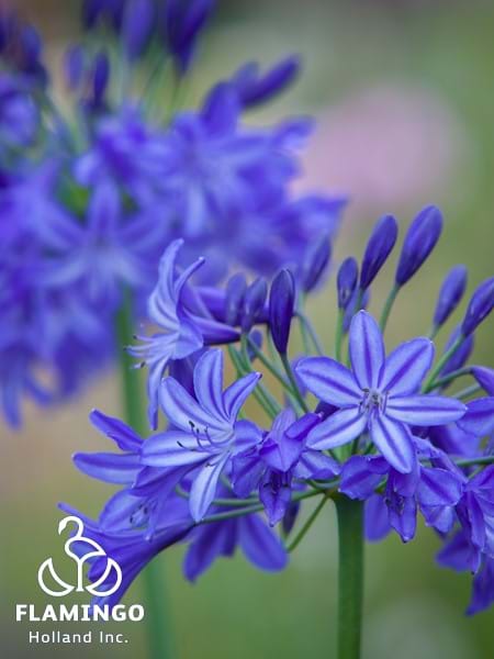 Agapanthus Northern Star