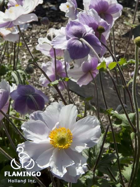 Anemone Dreaming Swan