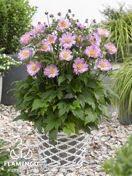 Anemone Fantasy Pocahontas