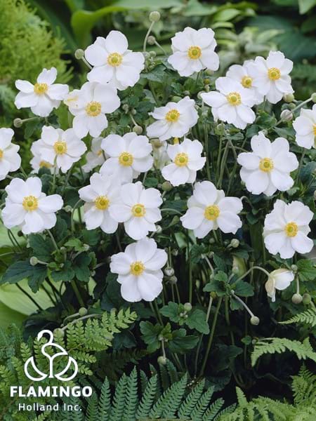 Anemone Honorine Jobert