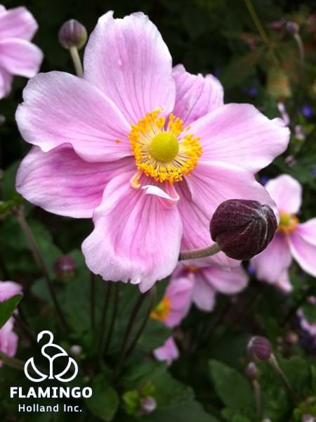 Anemone Koningin Charlotte Single