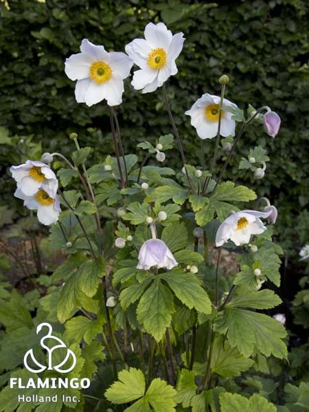 Anemone Ruffled Swan