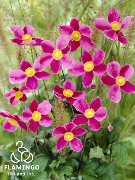Anemone Splendens