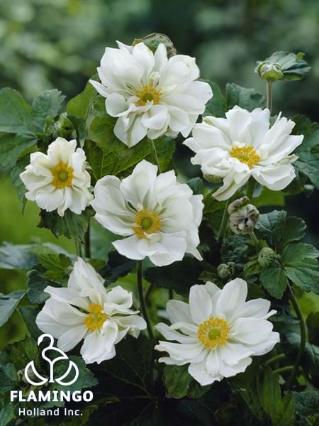 Anemone Whirlwind