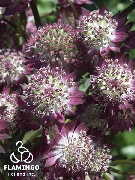 Astrantia Star of Beauty
